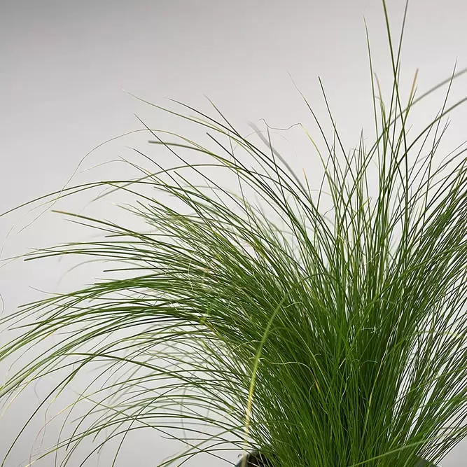 Stipa tenuissima 'Ponytails' (Pot Size 17cm) Mexican Feather Grass - image 3