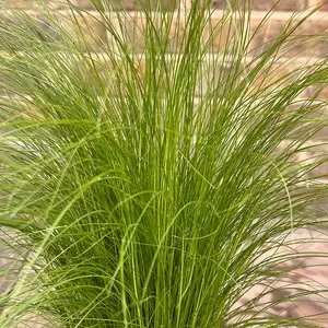 Stipa tenuissima 'Ponytails' (Pot Size 17cm) Mexican Feather Grass - image 1