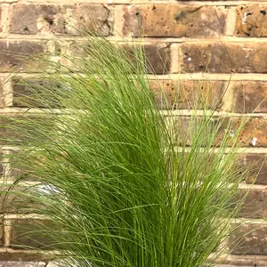 Stipa tenuissima 'Ponytails' (Pot Size 2L) Mexican Feather Grass - image 2