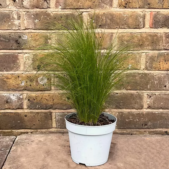 Stipa tenuissima 'Ponytails' (Pot Size 2L) Mexican Feather Grass - image 3