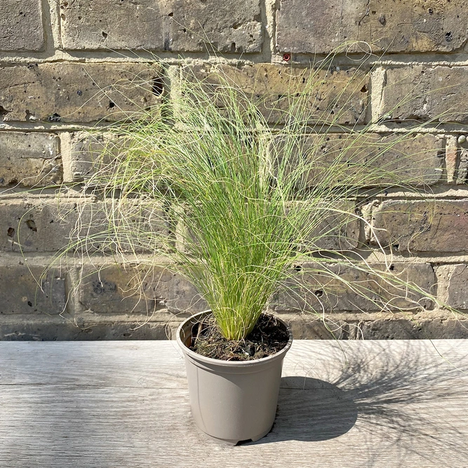 Stipa tenuissima 'Ponytails' (Pot Size 2L) Mexican Feather Grass - image 5