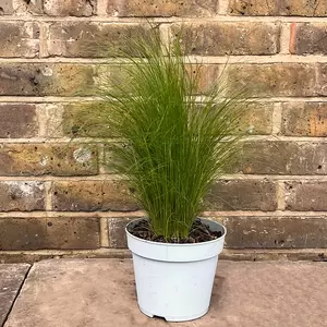 Stipa tenuissima 'Ponytails' (Pot Size 2L) Mexican Feather Grass - image 3