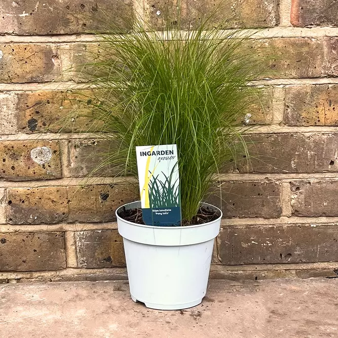 Stipa tenuissima 'Ponytails' (Pot Size 2L) Mexican Feather Grass - image 4