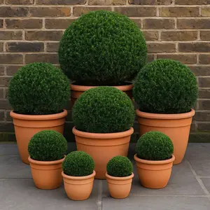 Taxus Baccata - Yew Balls