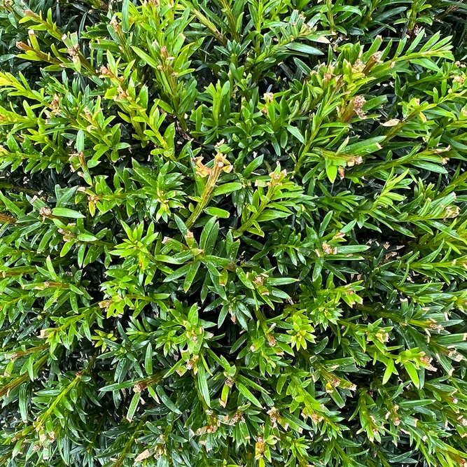 Taxus baccata (Ball Size 40-45cm) Yew Balls - image 2