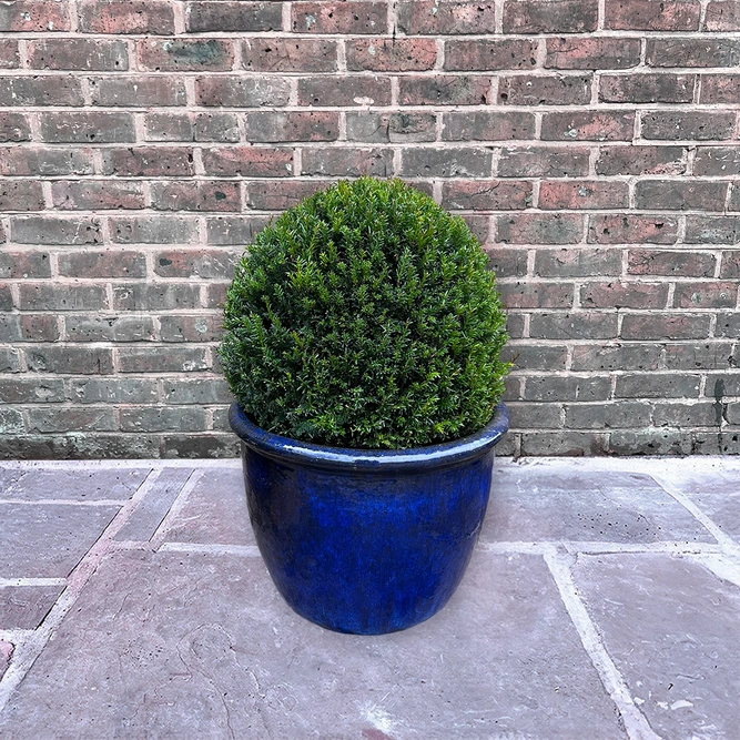 Taxus baccata (Ball Size 40-45cm) Yew Balls - image 3