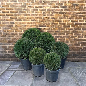 Taxus baccata (Ball Size 40-45cm) Yew Balls - image 4