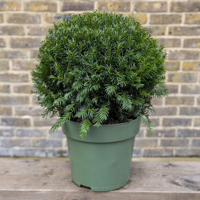 Taxus baccata (Ball Size 35-40cm) Yew Balls - image 1