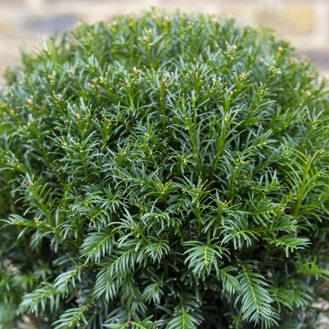 Taxus Baccata (Ball Size 30-35cm) Yew Balls - image 2