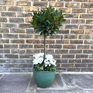 The Aqua Lollipop Bay Planter - White Cyclamen