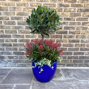 The Festive Lollipop Planter - image 1