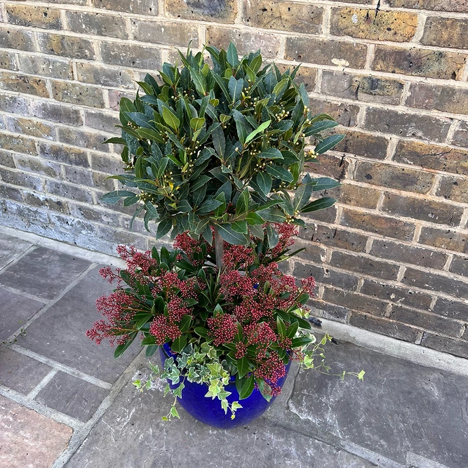 The Festive Lollipop Planter - image 2