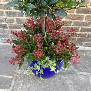 The Festive Lollipop Planter - image 3