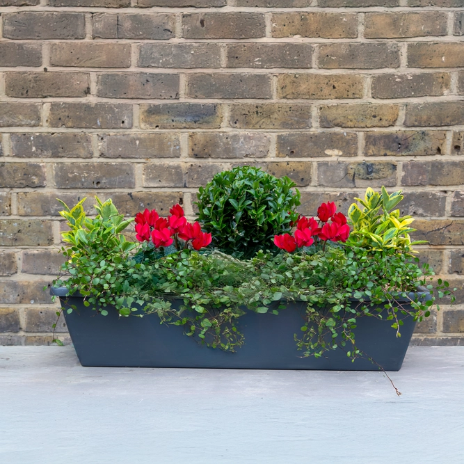 The Notting Hill Window Box