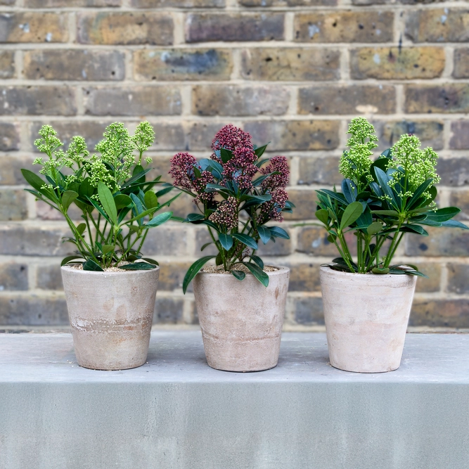 The Sloane Square Skimmia Collection