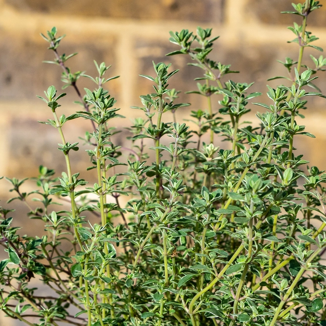 Thymus 'Silver Posie' (11cm) Variegated Thyme - image 1