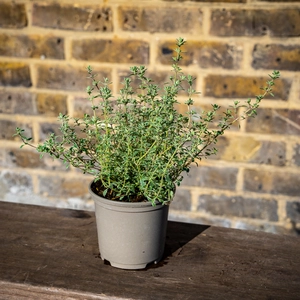 Thymus 'Silver Posie' (11cm) Variegated Thyme - image 2