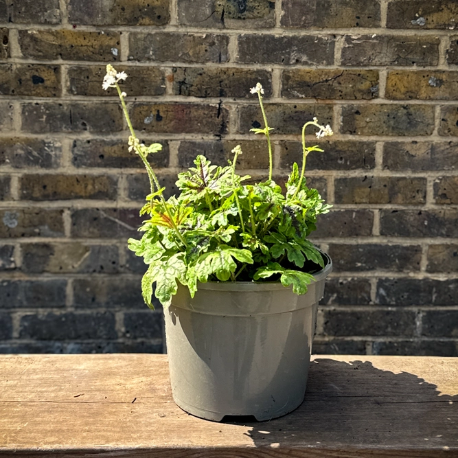 Tiarella 'Emerald Ellie' (Pot Size 2L) Foamflower - image 3