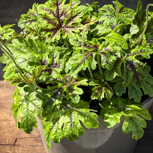 Tiarella 'Emerald Ellie' (Pot Size 2L) Foamflower - image 2