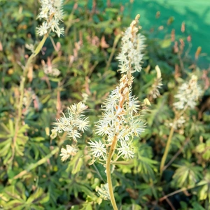 Tiarella 'Emerald Ellie' (Pot Size 2L) Foamflower - image 1