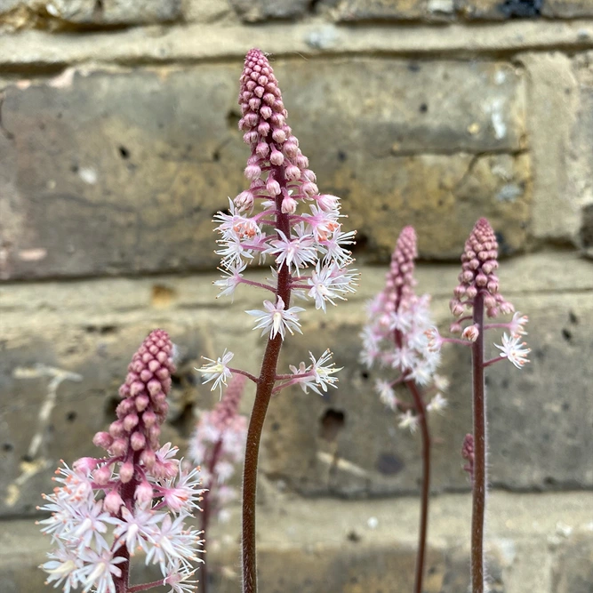 Tiarella 'Pink Skyrocket' (13cm) Foamflower - image 2
