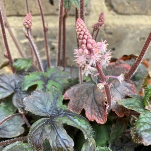 Tiarella 'Pink Symphony' (Pot Size 2L) Foamflower - image 4