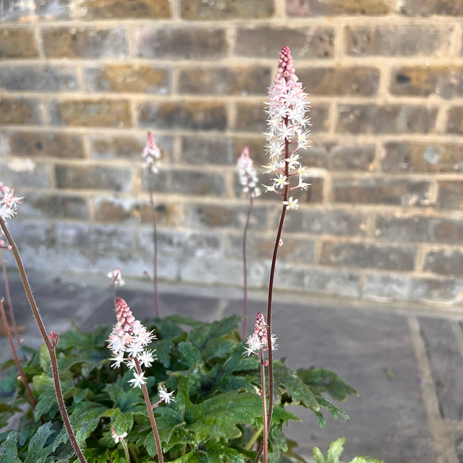 Tiarella 'Pink Symphony' (Pot Size 2L) Foamflower - image 5