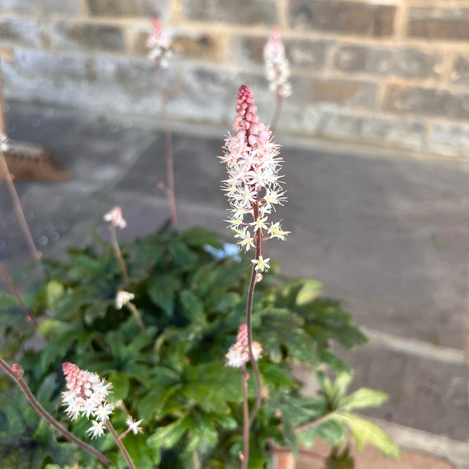 Tiarella 'Pink Symphony' (Pot Size 2L) Foamflower - image 6