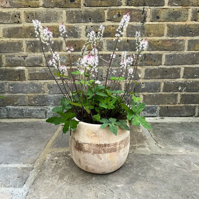 Tiarella 'Pink Symphony' (Pot Size 2L) Foamflower - image 1