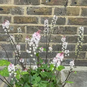 Tiarella 'Pink Symphony' (Pot Size 2L) Foamflower - image 2