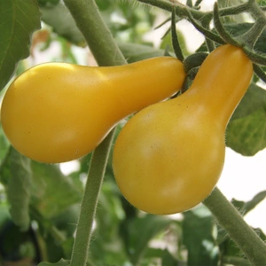 Tomato Yellow Pear Shaped - image 1