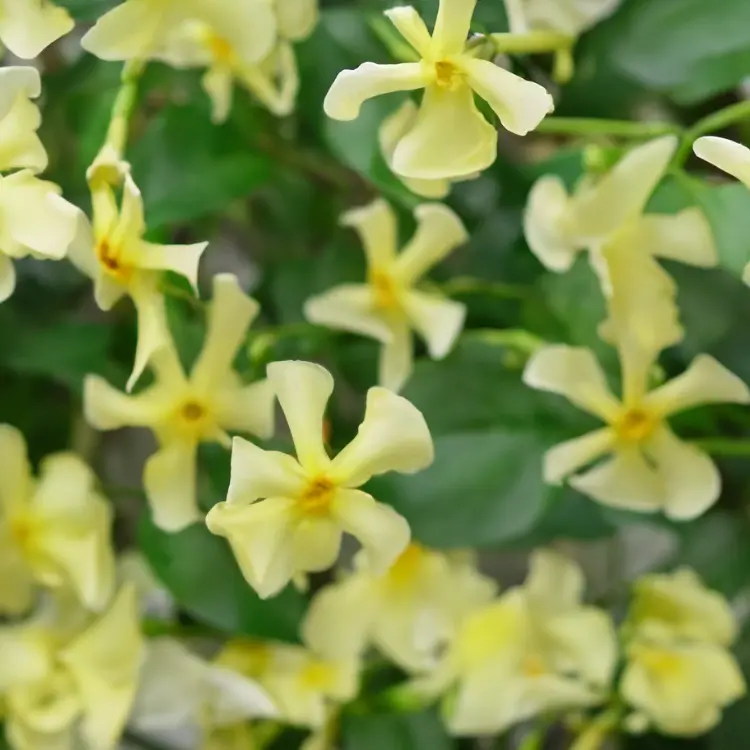 Trachelospermum 'Chili Vanilla' (Pot Size 3L) Star Jasmine - The Boma ...