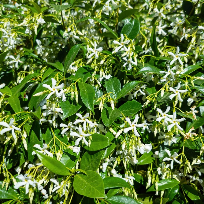 Trachelospermum jasminoides (Pot Size 3L) Trachelospermum Star Jasmine
