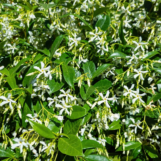 Trachelospermum jasminoides (Pot Size 3L) Height 100-125cm Trachelospermum Star Jasmine