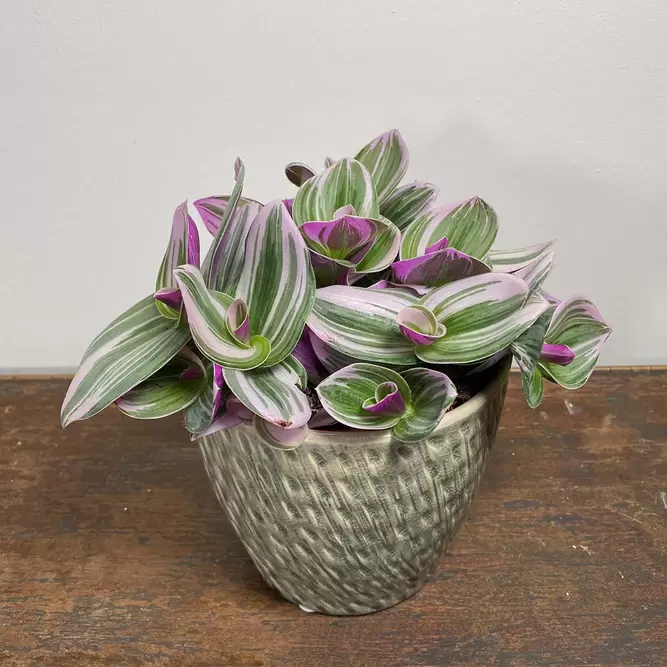 Tradescantia albiflora 'Nanouk' (Pot Size 19cm) - image 4