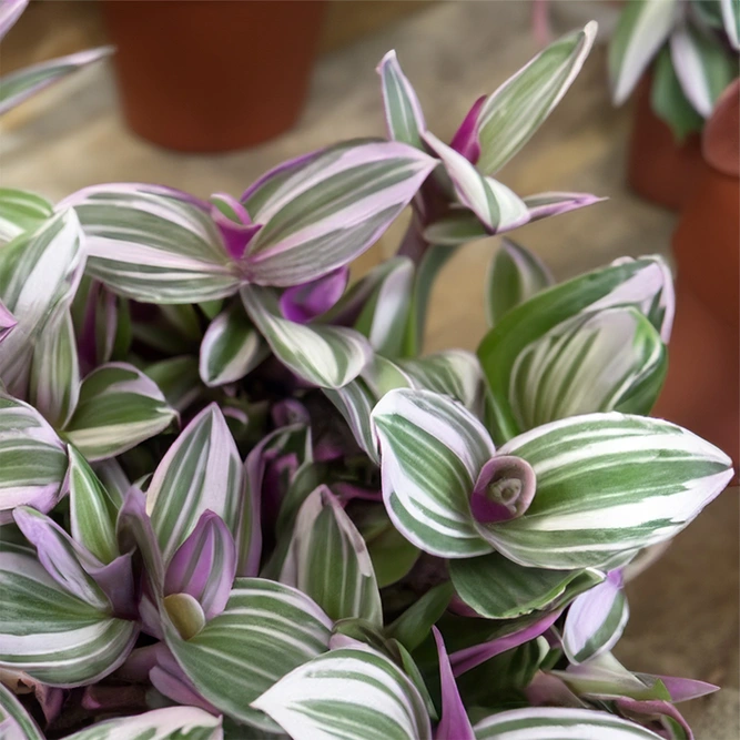 Tradescantia albiflora 'Nanouk' (Pot Size 19cm) - image 1