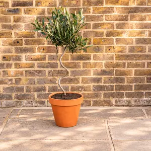 Tuscan Bliss Spiral Olive Planter