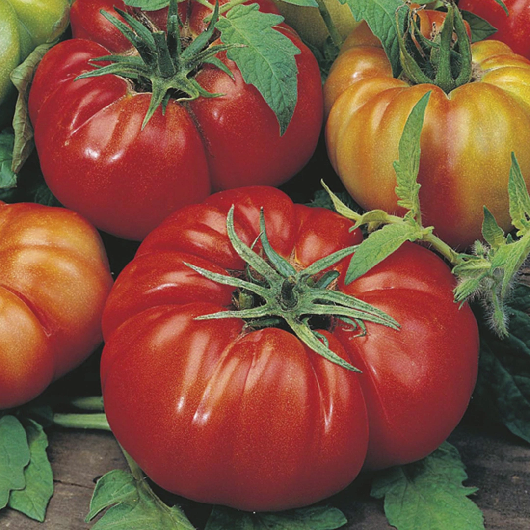 Tomato, Beefsteak (Lycopersicon Esculentum) 30 Seeds, 58% OFF
