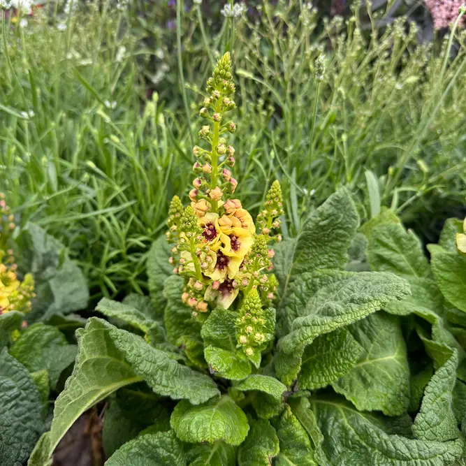 Salvia nemorosa 'Blue Marvel' - Balkan Clary - Woodland Sage