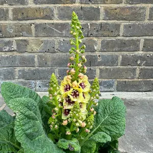 Verbascum 'Dark Eyes' (Pot Size 3L) - image 1