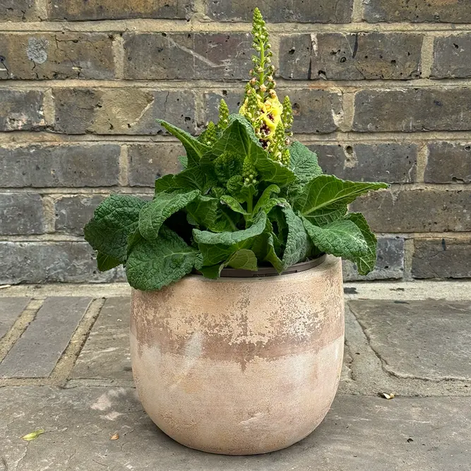 Verbascum 'Dark Eyes' (Pot Size 3L) - image 4