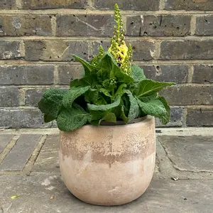 Verbascum 'Dark Eyes' (Pot Size 3L) - image 4