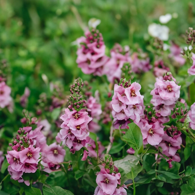 Salvia nemorosa 'Blue Marvel' - Balkan Clary - Woodland Sage