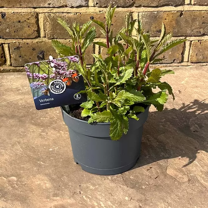 Verbena bonariensis (Pot Size 2L) - Purpletop vervain - image 2