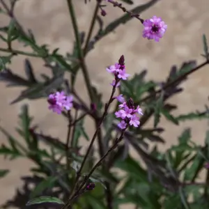 Verbena officinalis ‘Bampton’ (Pot Size 3L) Bampton Vervain - image 1