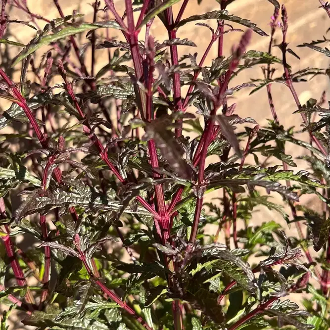 Verbena officinalis ‘Bampton’ (Pot Size 3L) Bampton Vervain - image 2