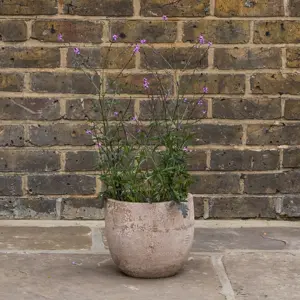 Verbena officinalis ‘Bampton’ (Pot Size 3L) Bampton Vervain - image 3