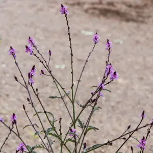 Verbena officinalis ‘Bampton’ (Pot Size 3L) Bampton Vervain - image 4