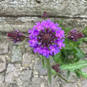 Verbena 'rigida’ (Pot Size 1L) Slender Vervain - image 1