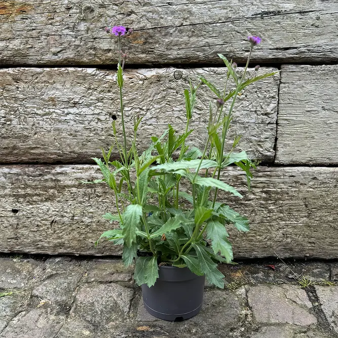 Verbena 'rigida’ (Pot Size 1L) Slender Vervain - image 2